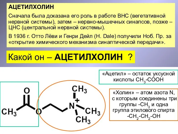 АЦЕТИЛХОЛИН Сначала была доказана его роль в работе ВНС (вегетативной нервной