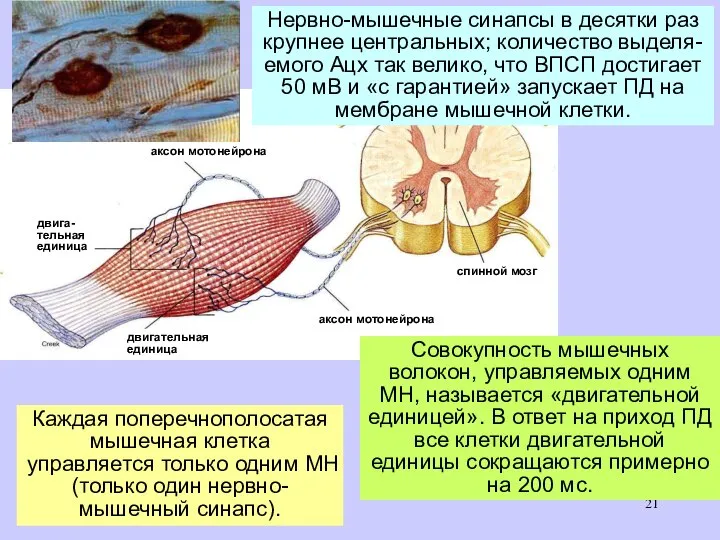 Совокупность мышечных волокон, управляемых одним МН, называется «двигательной единицей». В ответ