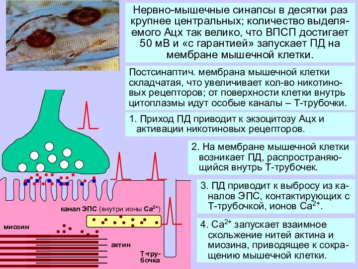 Нервно-мышечные синапсы в десятки раз крупнее центральных; количество выделя-емого Ацх так