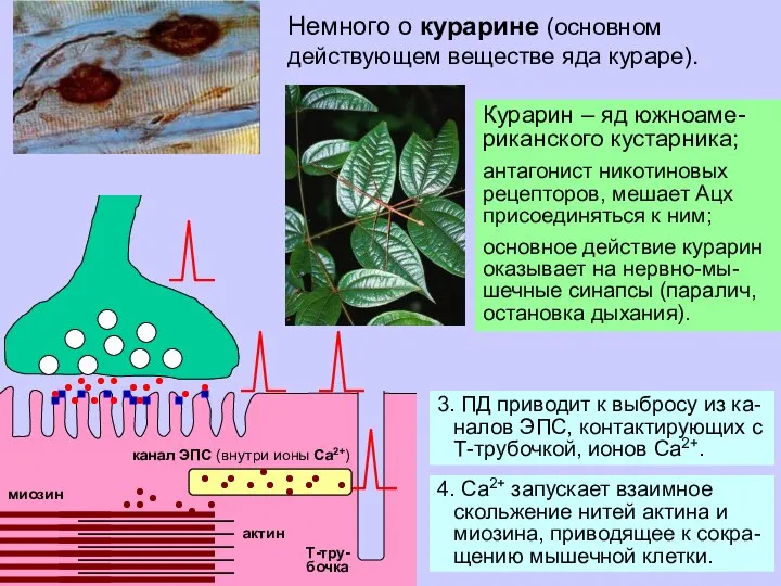 Немного о курарине (основном действующем веществе яда кураре). Курарин – яд