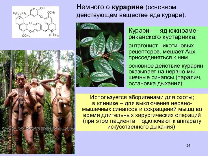 Немного о курарине (основном действующем веществе яда кураре). Курарин – яд