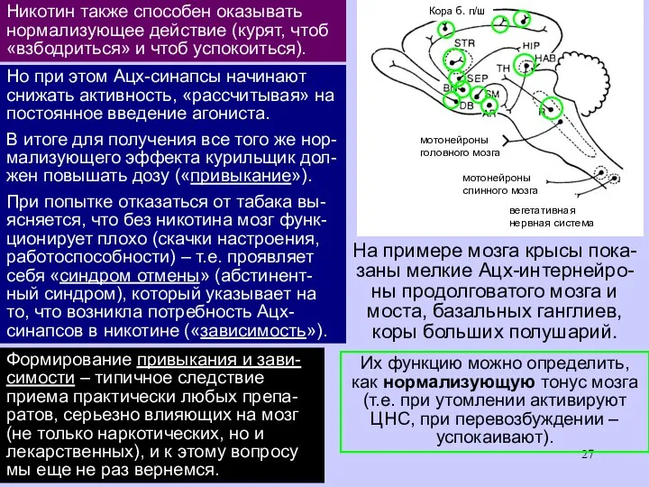 Никотин при табакокурении практи-чески не влияет на нервно-мышеч-ные синапсы (иначе были