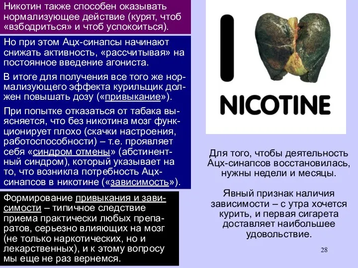 Для того, чтобы деятельность Ацх-синапсов восстановилась, нужны недели и месяцы. Явный