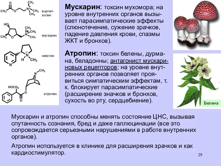 Мускарин: токсин мухомора; на уровне внутренних органов вызы-вает парасимпатические эффекты (слюнотечение,