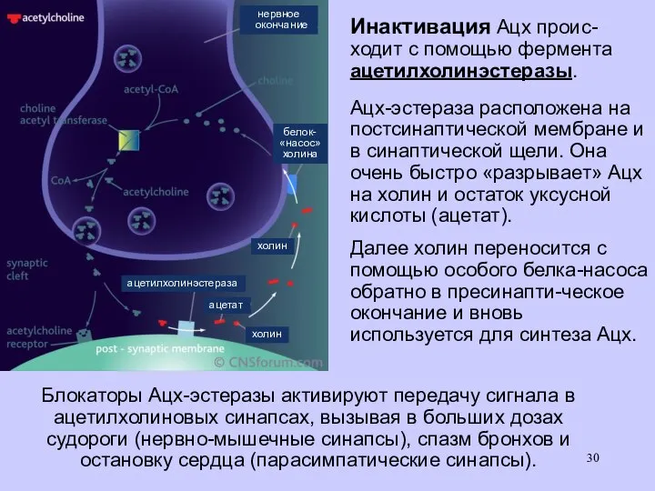 Инактивация Ацх проис- ходит с помощью фермента ацетилхолинэстеразы. Ацх-эстераза расположена на