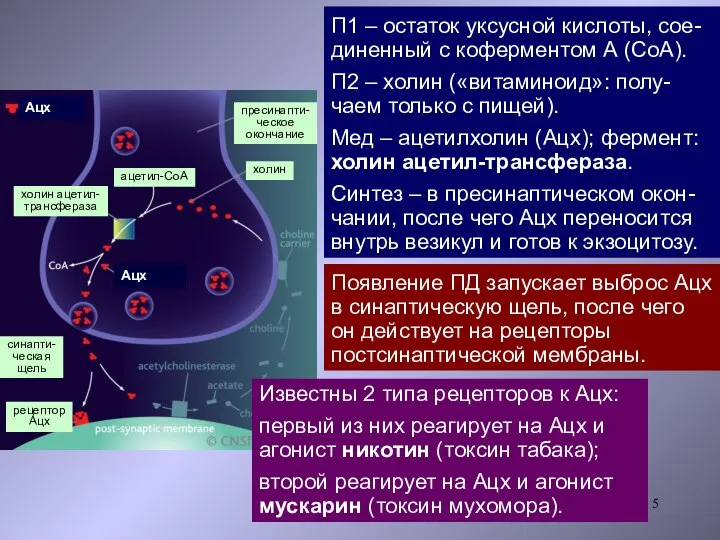 П1 – остаток уксусной кислоты, сое-диненный с коферментом А (СоА). П2