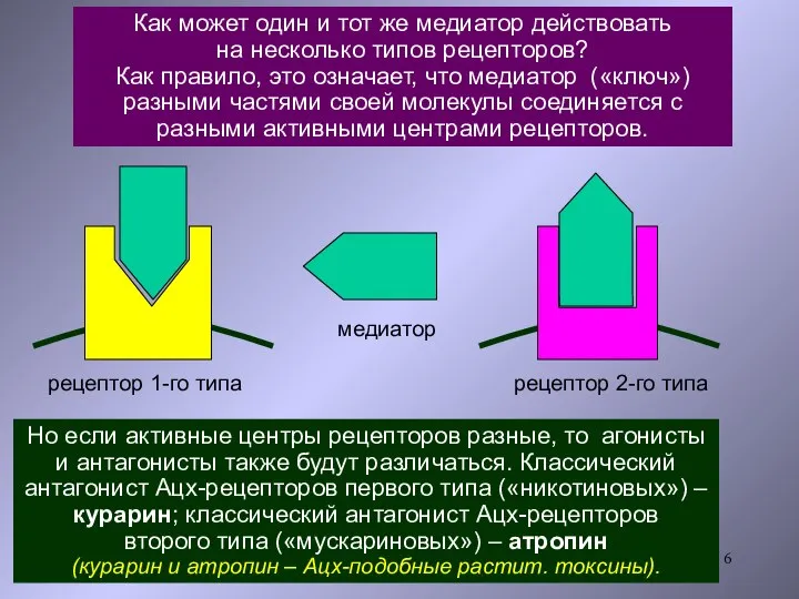 Известны 2 типа рецепторов к Ацх: первый из них реагирует на