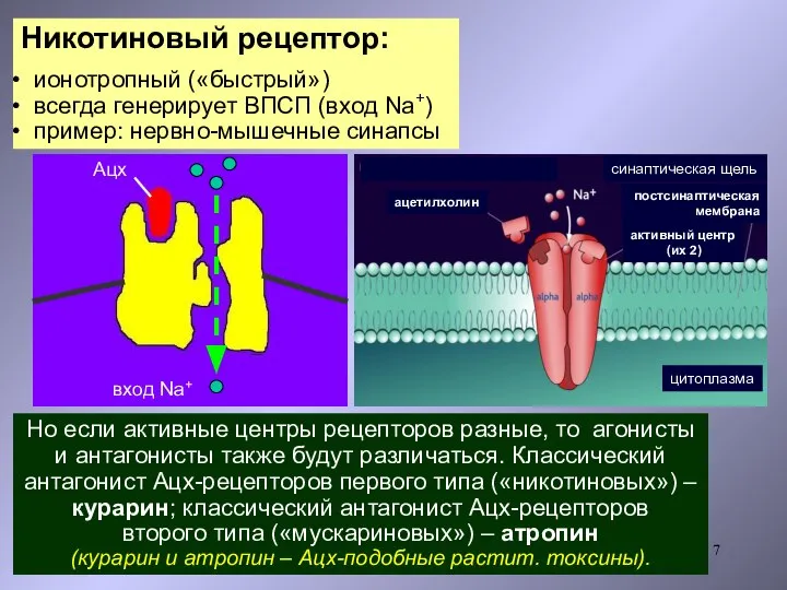 Но если активные центры рецепторов разные, то агонисты и антагонисты также