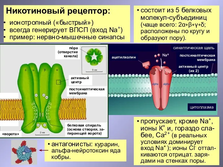 Никотиновый рецептор: ионотропный («быстрый») всегда генерирует ВПСП (вход Na+) пример: нервно-мышечные