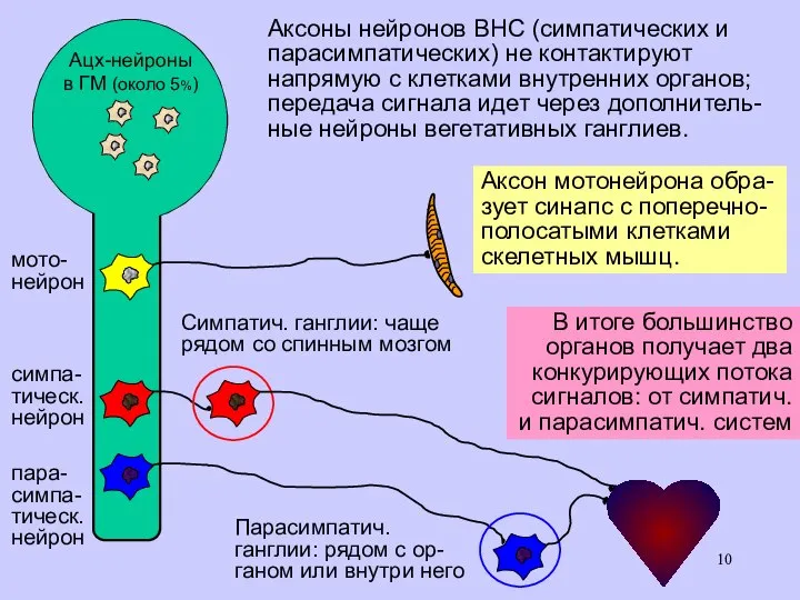 Где «работает» ацетилхолин? в нервно-мышечных синапсах в вегетативной нервной системе медиатор