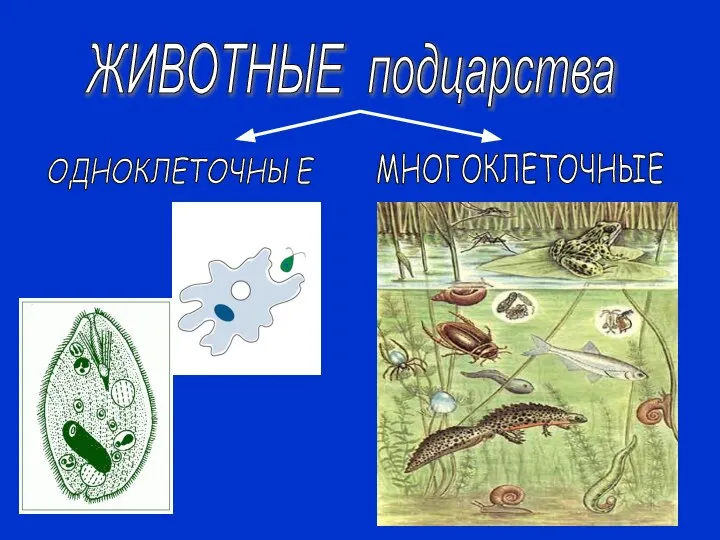 ЖИВОТНЫЕ подцарства ОДНОКЛЕТОЧНЫЕ МНОГОКЛЕТОЧНЫЕ