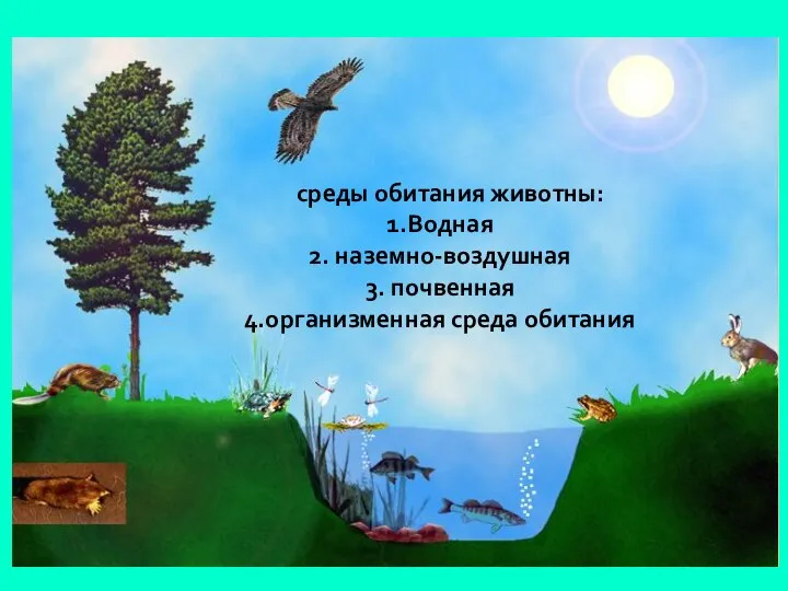 Среды жизни и места обитания среды обитания животны: Водная наземно-воздушная почвенная организменная среда обитания