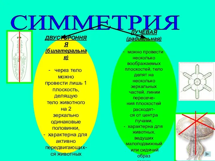 СИММЕТРИЯ ЛУЧЕВАЯ (радиальная) можно провести несколько воображаемых плоскостей, тело делят на