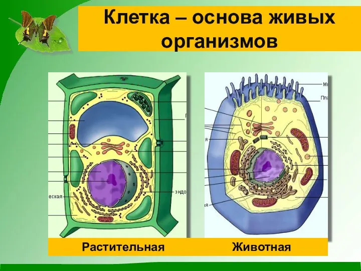 Клетка – основа живых организмов Растительная Животная