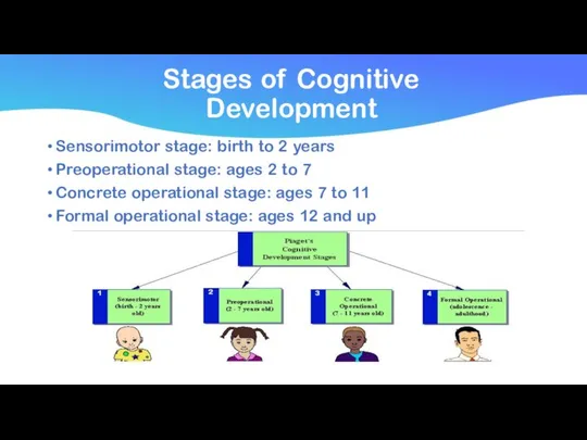 Stages of Cognitive Development Sensorimotor stage: birth to 2 years Preoperational