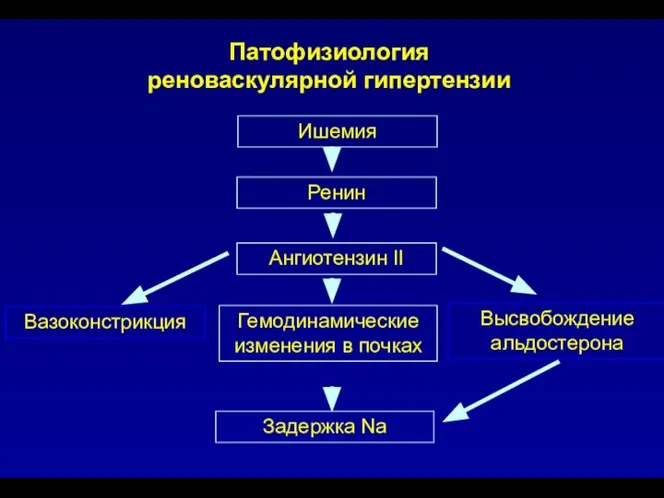 Патофизиология реноваскулярной гипертензии Ишемия Ренин Ангиотензин II Вазоконстрикция Гемодинамические изменения в почках Высвобождение альдостерона Задержка Na