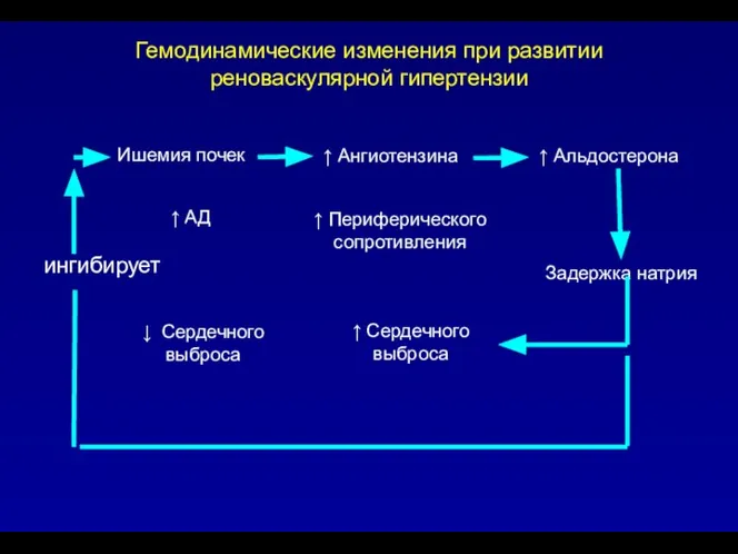 Гемодинамические изменения при развитии реноваскулярной гипертензии Ишемия почек ↑ Ангиотензина ↑