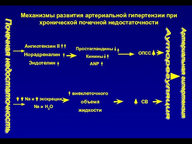 Механизмы развития артериальной гипертензии при хронической почечной недостаточности Ангиотензин II Норадреналин