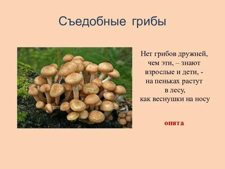 Съедобные грибы Нет грибов дружней, чем эти, – знают взрослые и