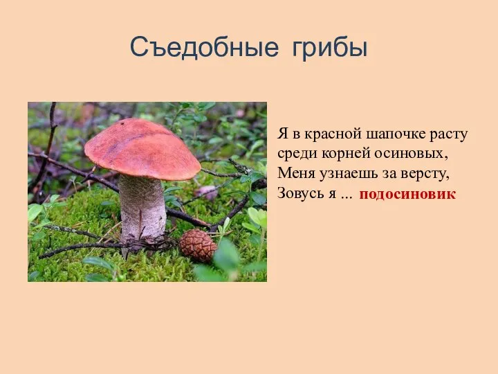 Съедобные грибы Я в красной шапочке расту среди корней осиновых, Меня