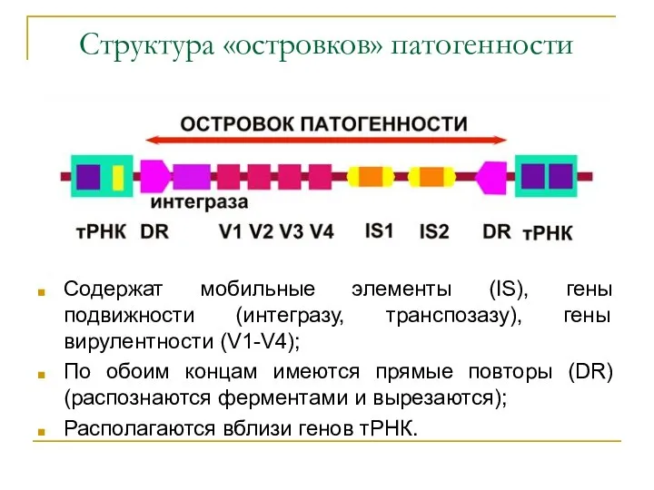 Структура «островков» патогенности Содержат мобильные элементы (IS), гены подвижности (интегразу, транспозазу),