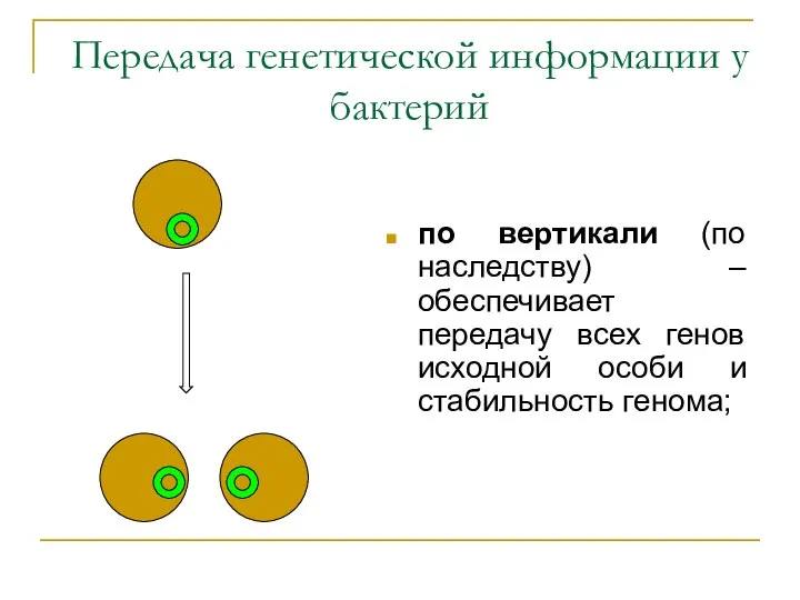 Передача генетической информации у бактерий по вертикали (по наследству) – обеспечивает