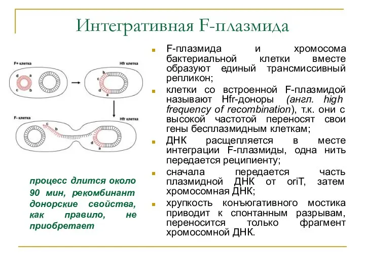 Интегративная F-плазмида F-плазмида и хромосома бактериальной клетки вместе образуют единый трансмиссивный