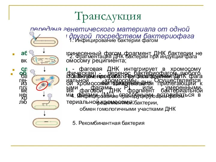 Трансдукция передача генетического материала от одной бактерии другой посредством бактериофага общая