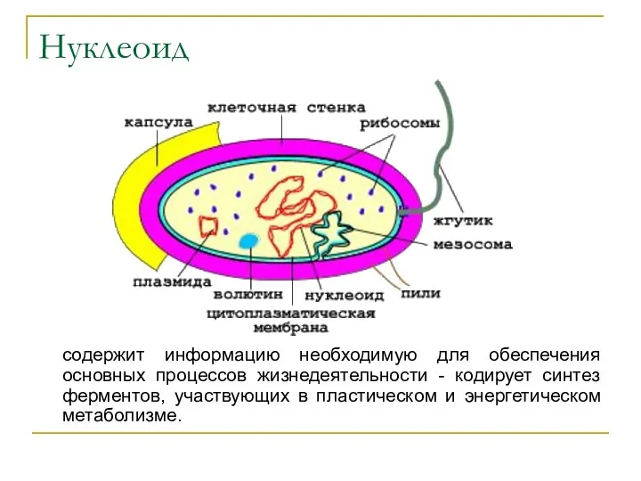 Нуклеоид содержит информацию необходимую для обеспечения основных процессов жизнедеятельности - кодирует