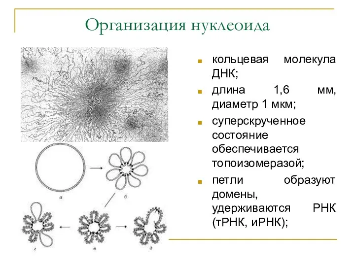 Организация нуклеоида кольцевая молекула ДНК; длина 1,6 мм, диаметр 1 мкм;