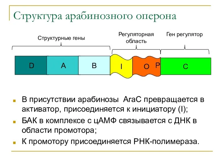 Структура арабинозного оперона В присутствии арабинозы AraC превращается в активатор, присоединяется