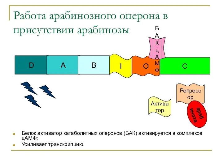 Работа арабинозного оперона в присутствии арабинозы Репрессор арабиноза Актива тор БАК