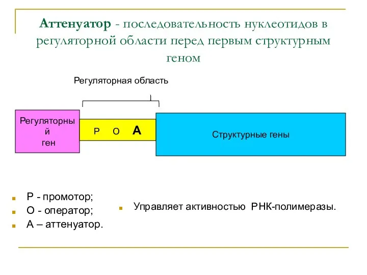 Аттенуатор - последовательность нуклеотидов в регуляторной области перед первым структурным геном