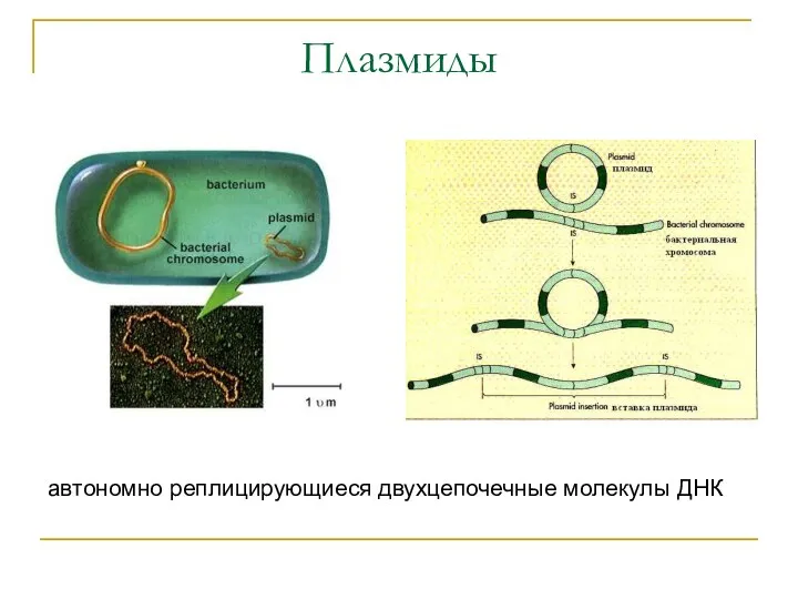 Плазмиды автономно реплицирующиеся двухцепочечные молекулы ДНК