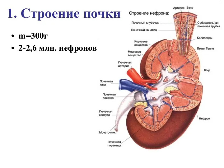 1. Строение почки m=300г 2-2,6 млн. нефронов