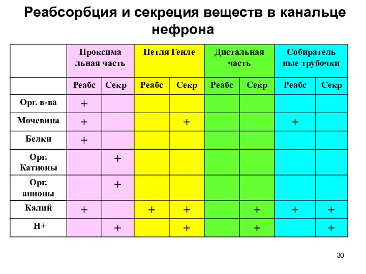 Реабсорбция и секреция веществ в канальце нефрона