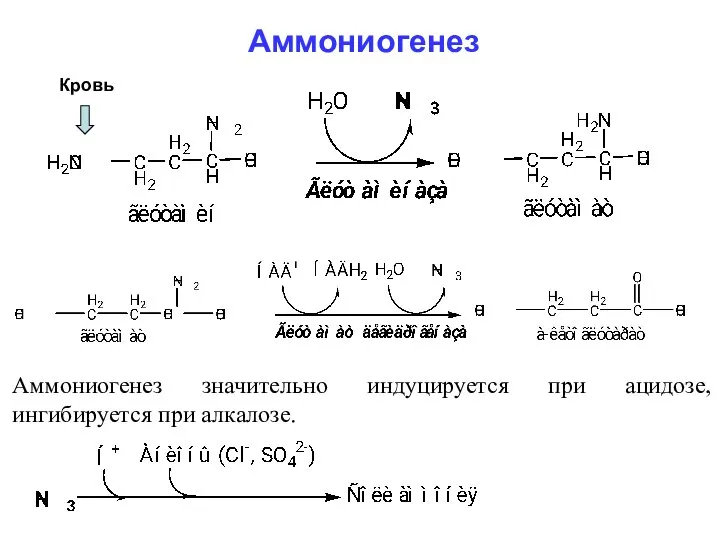 Кровь Аммониогенез Аммониогенез значительно индуцируется при ацидозе, ингибируется при алкалозе.