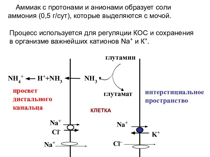 просвет дистального канальца интерстициальное пространство NH4+ H++NH3 NH3 глутамин глутамат Na+