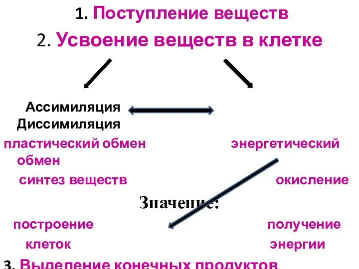 1. Поступление веществ 2. Усвоение веществ в клетке Ассимиляция Диссимиляция пластический