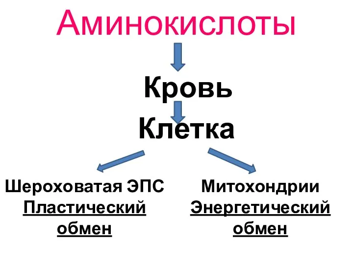 Аминокислоты Кровь Клетка Шероховатая ЭПС Пластический обмен Митохондрии Энергетический обмен