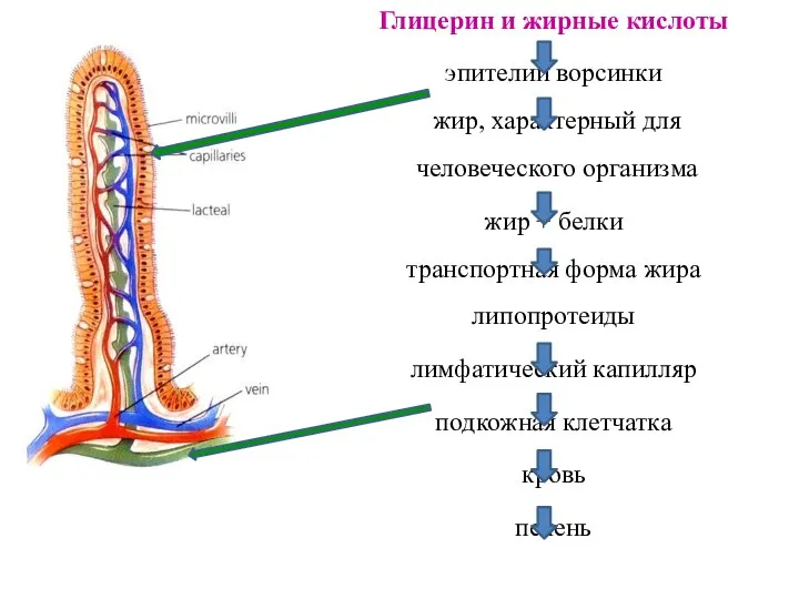 Глицерин и жирные кислоты эпителий ворсинки жир, характерный для человеческого организма