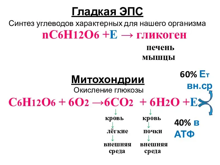 Гладкая ЭПС Синтез углеводов характерных для нашего организма nC6Н12О6 +Е →