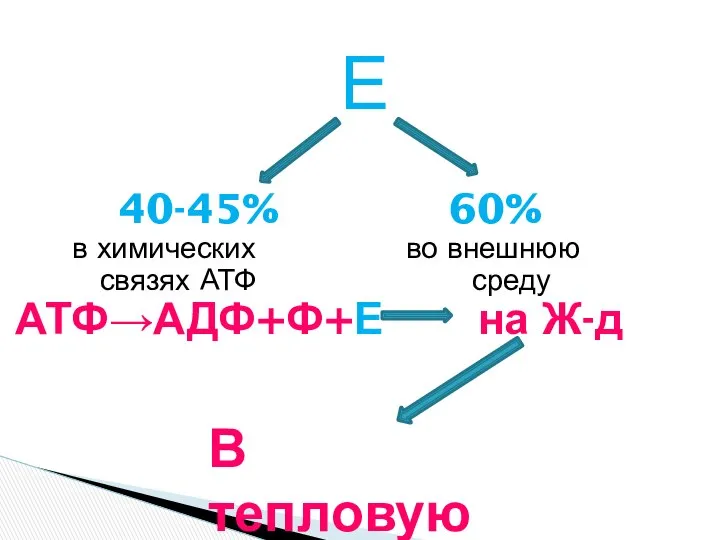 Е 40-45% 60% в химических во внешнюю связях АТФ среду АТФ→АДФ+Ф+Е на Ж-д В тепловую