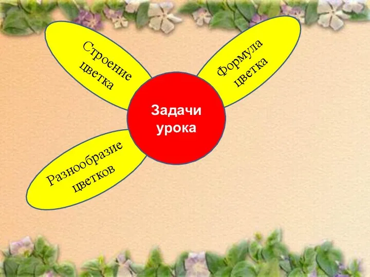 Формула цветка Разнообразие цветков