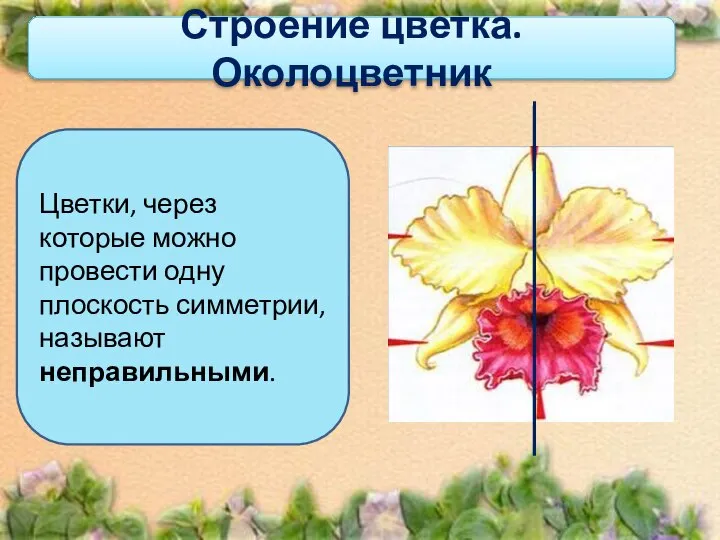 Строение цветка. Околоцветник Цветки, через которые можно провести одну плоскость симметрии, называют неправильными.