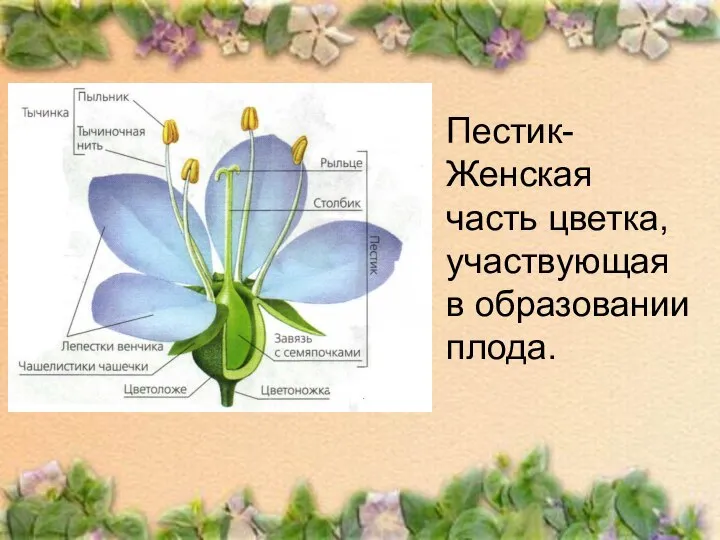 Пестик- Женская часть цветка, участвующая в образовании плода.