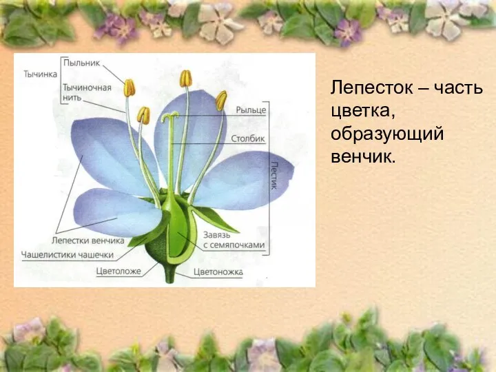 Лепесток – часть цветка, образующий венчик.