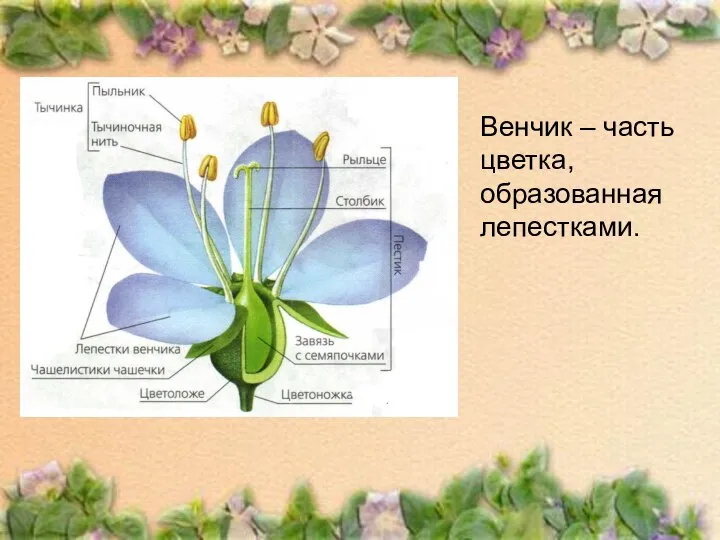 Венчик – часть цветка, образованная лепестками.