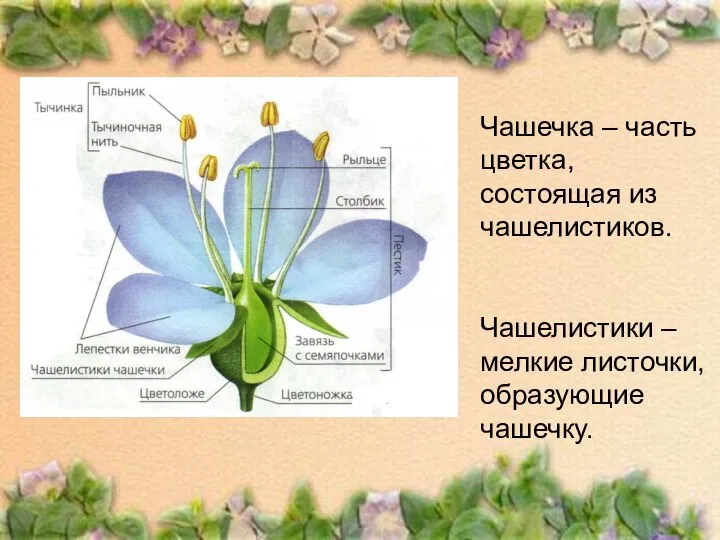 Чашечка – часть цветка, состоящая из чашелистиков. Чашелистики – мелкие листочки, образующие чашечку.