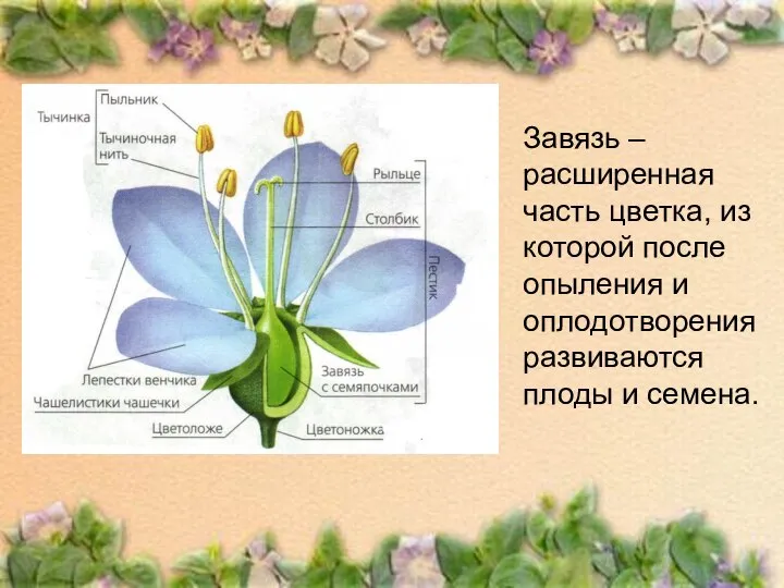 Завязь – расширенная часть цветка, из которой после опыления и оплодотворения развиваются плоды и семена.